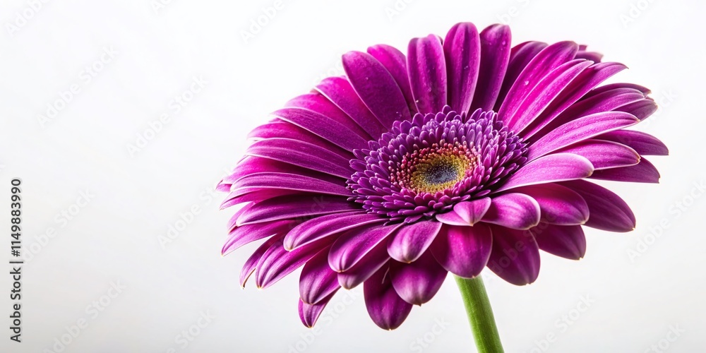 Obraz premium Vibrant Purple Gerbera Daisy Flower Isolated on White Background - Stock Photo
