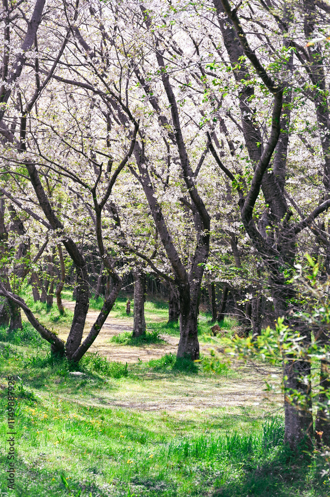 日本の春の風景、桜の花びらが舞う、幸せな場所 日本の春の風景、桜の花びらが舞う、幸せな場所