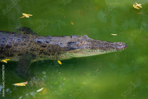 Estuarine crocodile (Crocodylus porosus) in the water photo