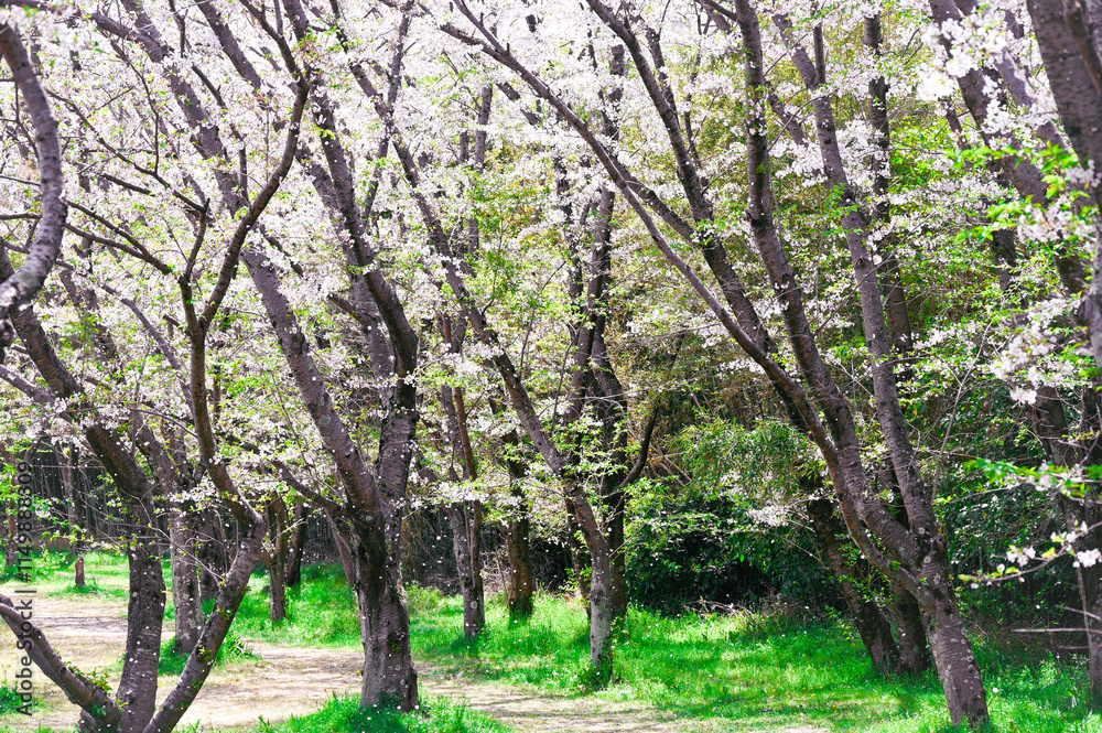 Fototapeta premium 日本の春の風景、桜並木と緑の景色
