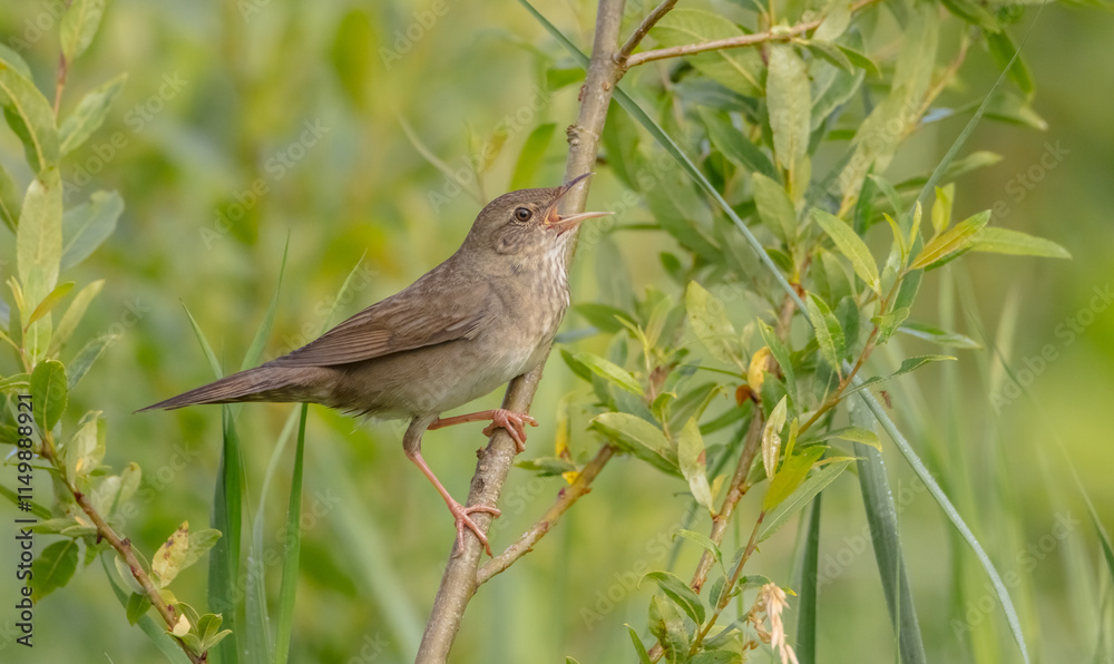 River Warbler - near the nesting place in summer River Warbler - near the nesting place in summer