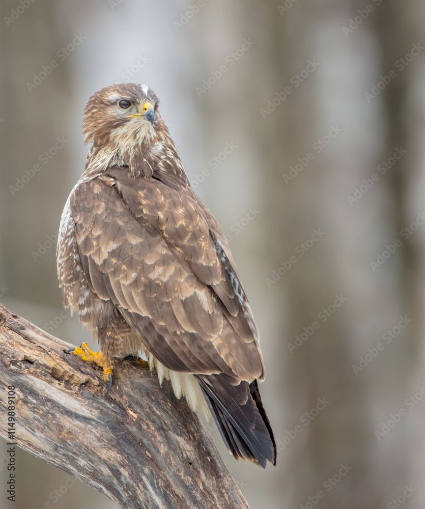 Common Buzzard in winter at a wet forest Common Buzzard in winter at a wet forest