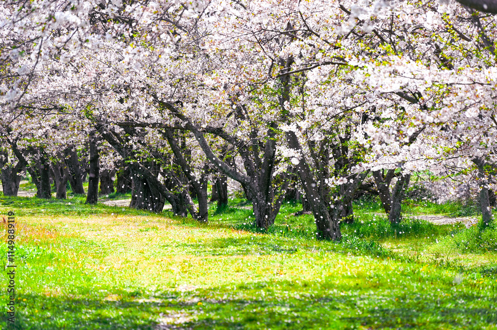 日本の春の風景、桜並木と緑の景色 日本の春の風景、桜並木と緑の景色