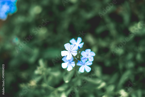  Some popular species include: Plumbago auriculata: Also known as Cape plumbago or blue plumbago, this is a popular choice for its cascading habit and abundant blue flowers.Similar to P. auriculata bu