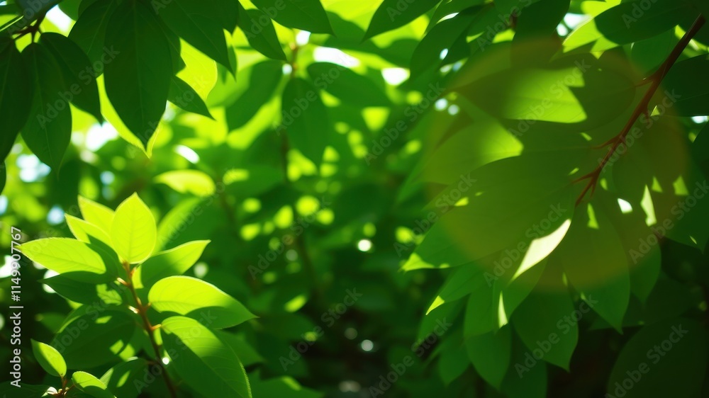 Lush Green Foliage Bathed in Sunlight A Natural Background Image of Vibrant Leaves and Shadows Lush Green Foliage Bathed in Sunlight A Natural Background Image of Vibrant Leaves and Shadows