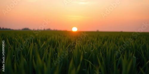 Serene Sunset Over Lush Green Field of Young Plants