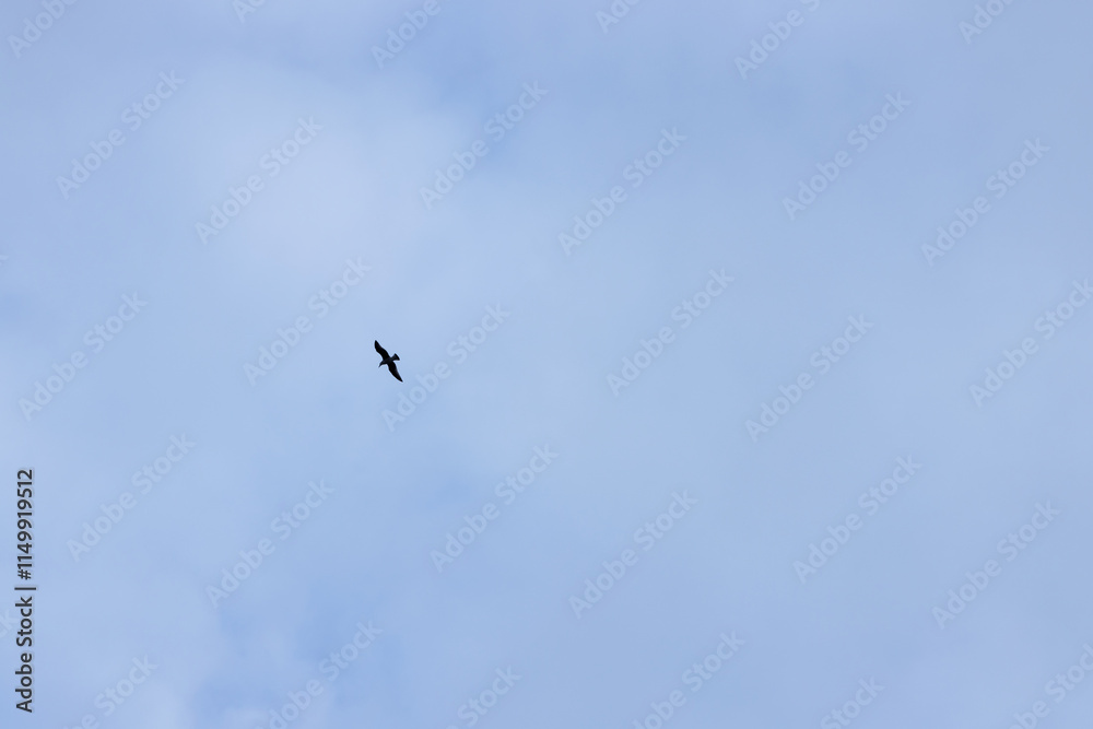 Silhouette of a seagull in free soaring against the sky Silhouette of a seagull in free soaring against the sky