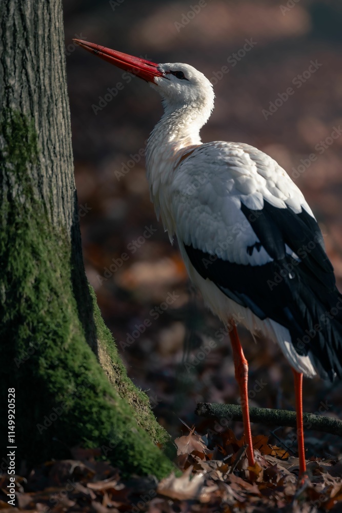 Fototapeta premium White stork by a mossy tree in autumn forest.