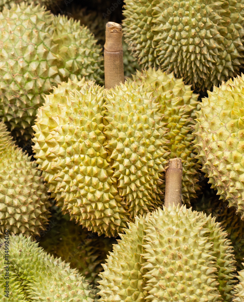 A bunch of green durians with many spikes A bunch of green durians with many spikes