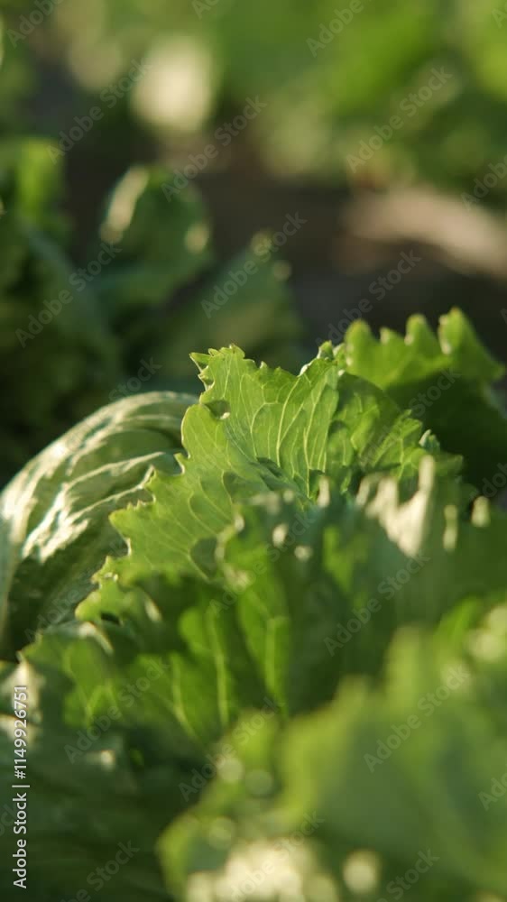 Field of green lettuce grown on sandy soil in summer
Field of green lettuce grown on sandy soil in summer