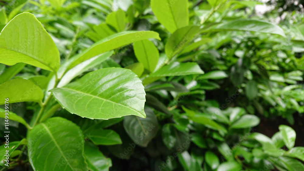 Glossy green leaves on a bush Glossy green leaves on a bush
