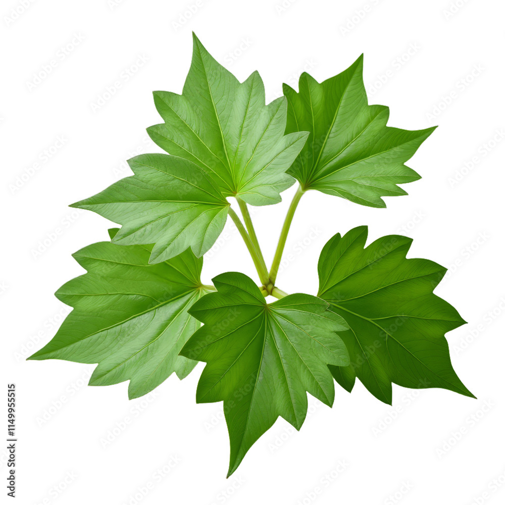 Green leafy plant with distinct lobed leaves on a black background Green leafy plant with distinct lobed leaves on a black background
