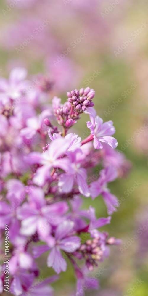 Soft focus close-up of delicate purple flowers with blurred background Soft focus close-up of delicate purple flowers with blurred background