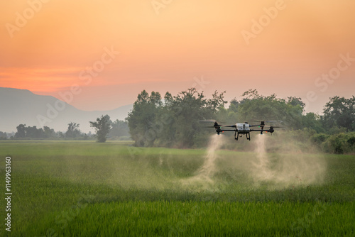 Smart farm with drone, Agriculture drone fly to sprayed fertilizer on the rice fields in the evening.