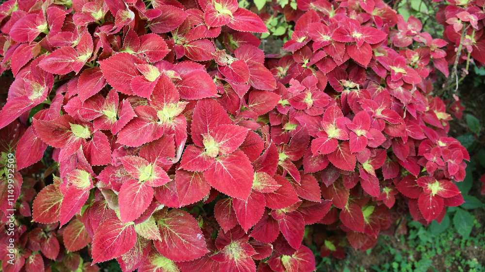 Red miana leaf or coleus atropurpureus grows as a shrub in home gardens Red miana leaf or coleus atropurpureus grows as a shrub in home gardens
