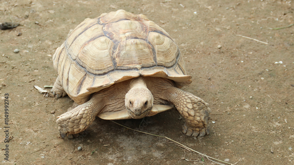 African spurred tortoise (Centrochelys sulcata), also known as the sulcata tortoise. African spurred tortoise (Centrochelys sulcata), also known as the sulcata tortoise.