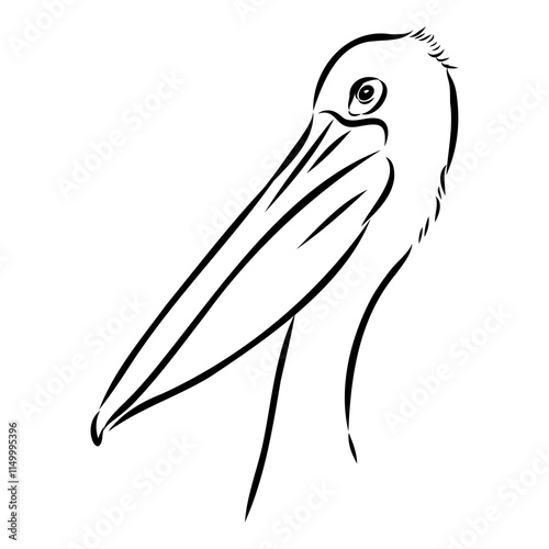 Birds collection Australian pelican bird isolated vector image Pelican Black and white vector photo