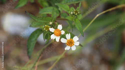 Bidens Alba, also known as Spanish Needle. Bidens Alba provide a nectar source for butterflies and honey-bees. photo