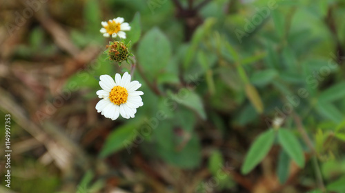 Bidens Alba, also known as Spanish Needle. Bidens Alba provide a nectar source for butterflies and honey-bees. photo