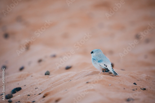 birds from the Desert in the middle of the lunes.