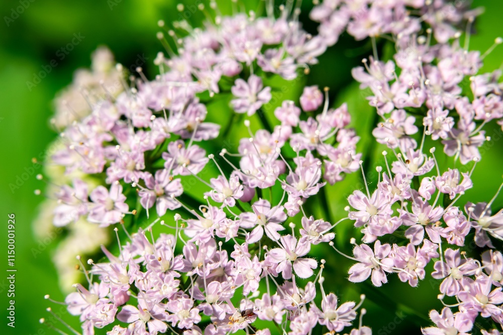 Pink hairy chervil flower (Chaerophyllum hirsutum roseum) with bokeh