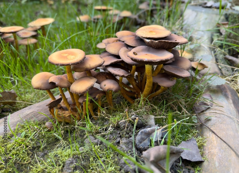 Dreamy fuzzy image of brown mushroom on wood