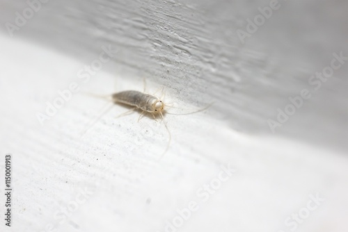 Obraz na płótnie Closeup of silverfish (Lepisma saccharina) insect on white wall w salonie