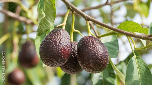 Avocado fruits are maroon in color, hanging from their stems. Avocados are surrounded by bright green leaves. An avocado tree branch is visible in the background. The background is blurred. photo