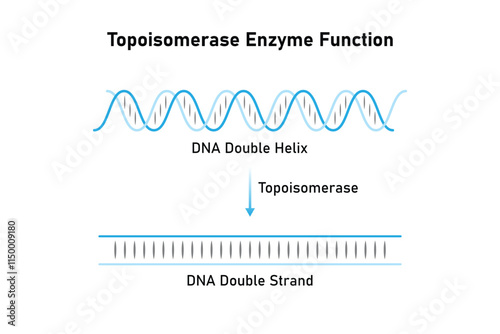 Topoisomerase Enzyme Function Science Design. Vector Illustration.