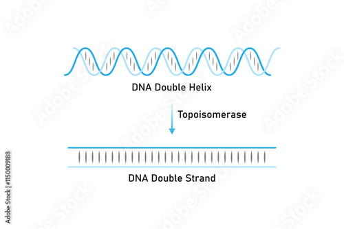 Topoisomerase Enzyme Function Science Design. Vector Illustration.