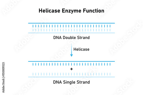 Helicase Enzyme Function Science Design. Vector Illustration.