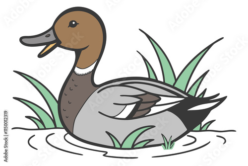 a Gadwall  with a white background
