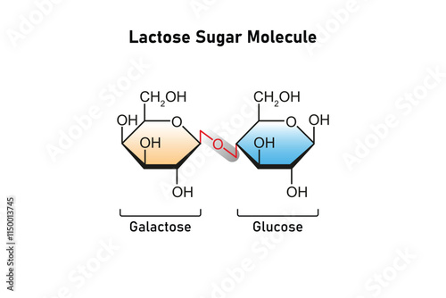 Lactose Sugar Molecule Science Design. Vector Illustration.