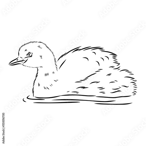 toadstool duck, vector sketch, Vector antique engraving drawing illustration duck