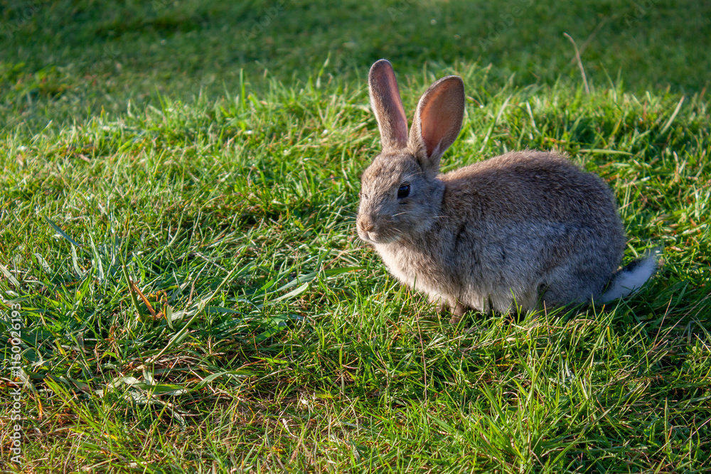 Rabbit graze in the meadow. One rabbit is sitting in the green grass. The other rabbit is standing on its hind legs. Rabbits among the grass on a summer day. Rabbit graze in the meadow. One rabbit is sitting in the green grass. The other rabbit is standing on its hind legs. Rabbits among the grass on a summer day.