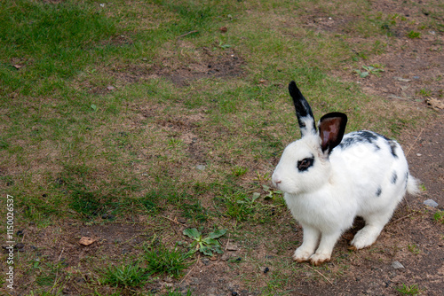 Rabbit graze in the meadow. One rabbit is sitting in the green grass. The other rabbit is standing on its hind legs. Rabbits among the grass on a summer day. 