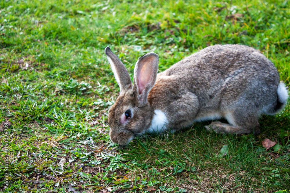 Rabbit graze in the meadow. One rabbit is sitting in the green grass. The other rabbit is standing on its hind legs. Rabbits among the grass on a summer day. 