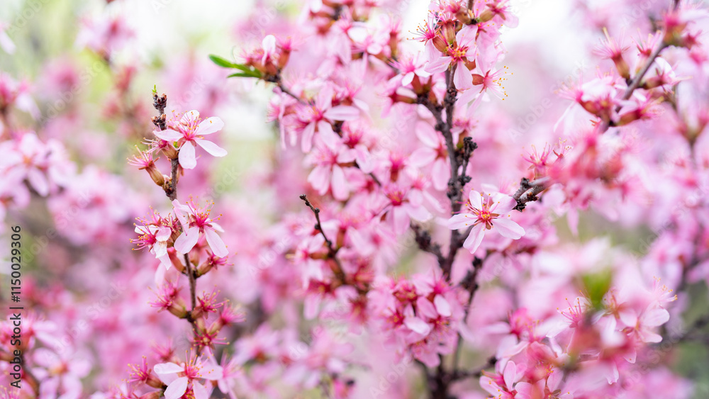 Blooming cherry tree with pink flowers growing in garden in spring. Japanese cherry or sakura or cherry blossom Blooming cherry tree with pink flowers growing in garden in spring. Japanese cherry or sakura or cherry blossom