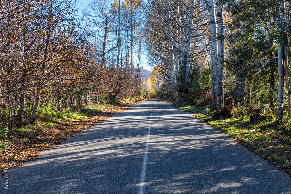 Fototapeta premium Paesaggio di strada tra i boschi