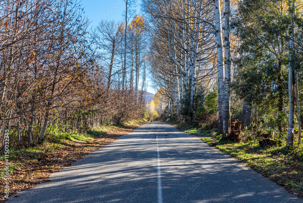 Fototapeta premium Panorama di strada in salita isolata tra i boschi