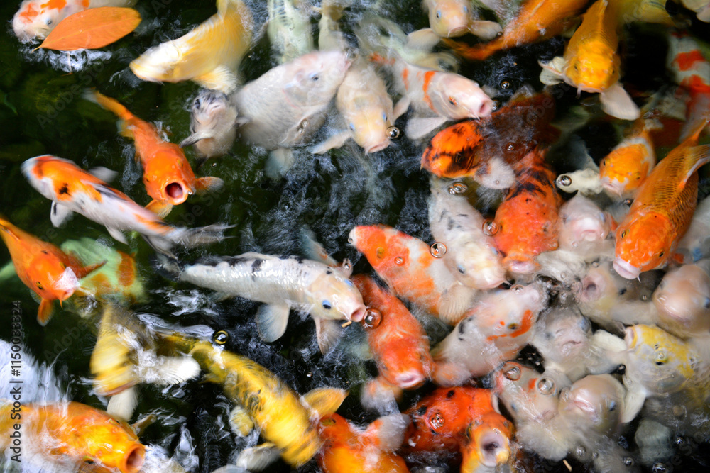 a large number of koi fish in a pond top view close up a large number of koi fish in a pond top view close up