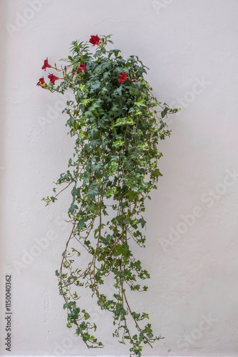 Hausfassade mit Blumendekoration, Martina Franca