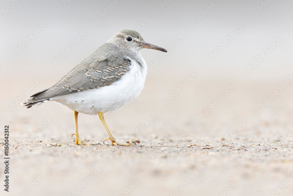 A rare spotted sandpiper (Actitis macularius) photographed at a low point of view. A rare spotted sandpiper (Actitis macularius) photographed at a low point of view.