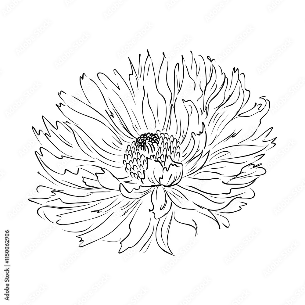 Obraz premium Intense black linear sketch of tropical plumeria flower