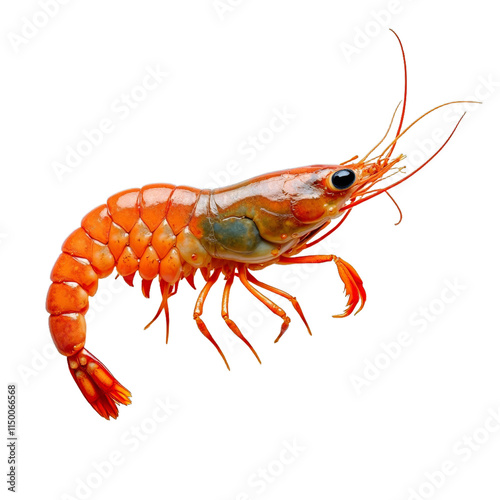 Wallpaper Mural Closeup of a red crustacean with claws and antennae on black background Torontodigital.ca