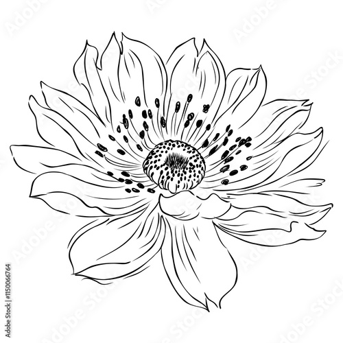 Intense black linear sketch of tropical plumeria flower