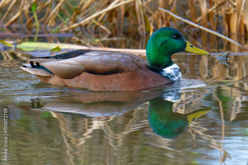 Billede på lærred Stockenten Erpel mit Fehlfarben