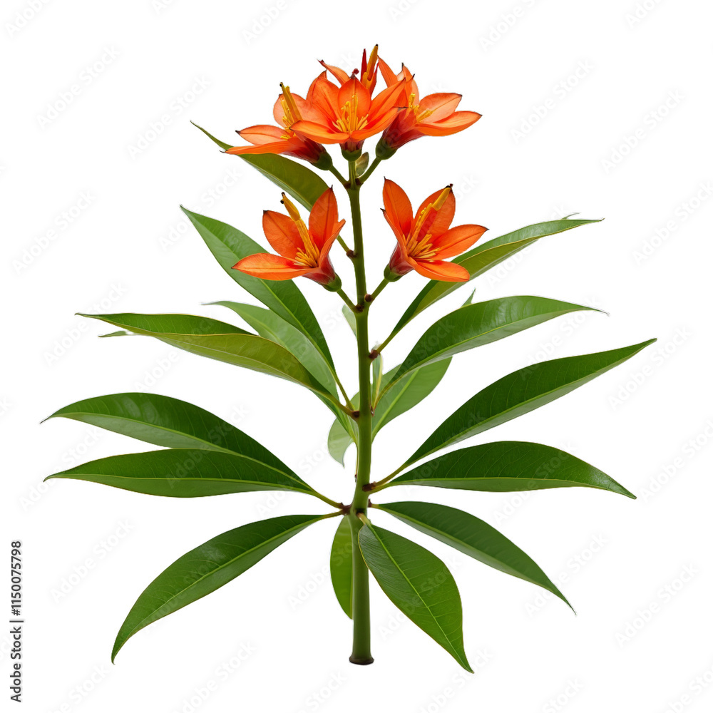 Orange flower bloom with green leaves on stem Orange flower bloom with green leaves on stem