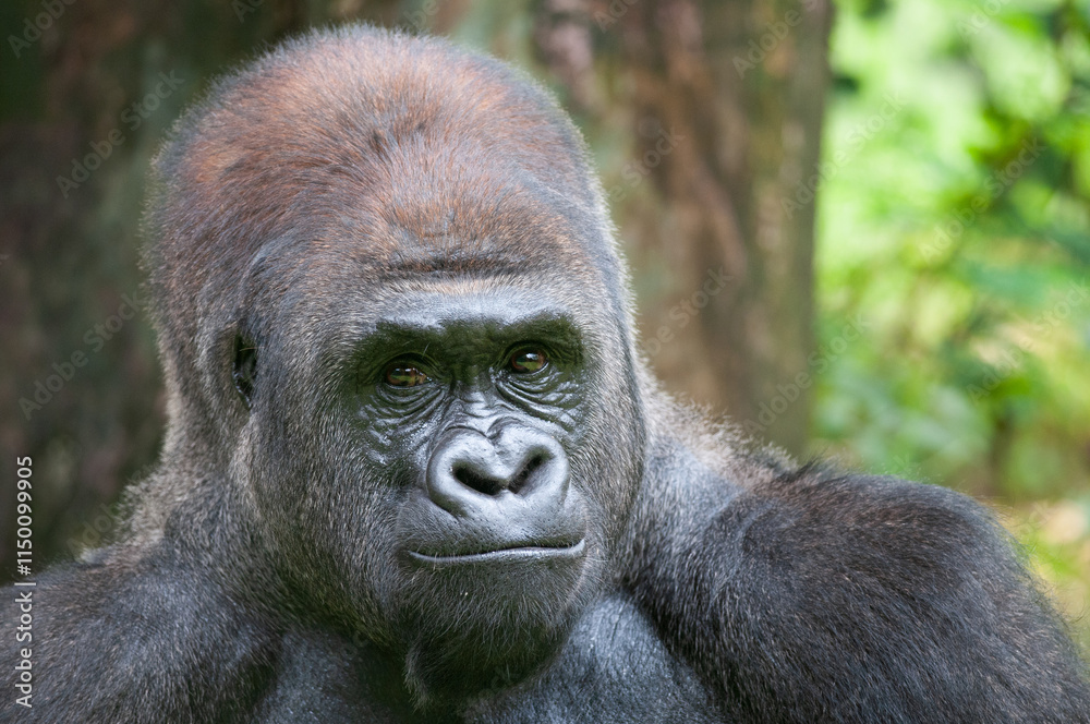 Lowland Silverback Gorilla Starring Back and Observing Lowland Silverback Gorilla Starring Back and Observing