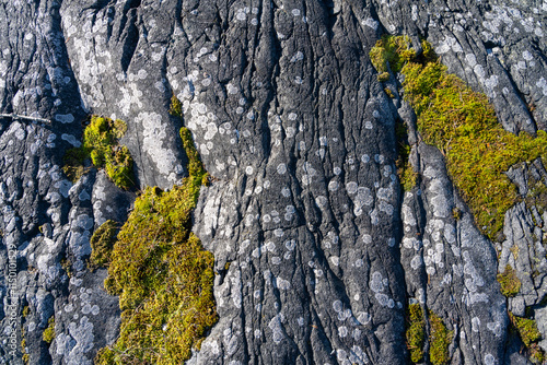 lichen on the rock